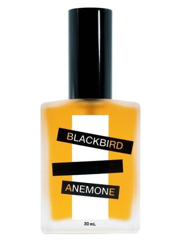Blackbird Anemone