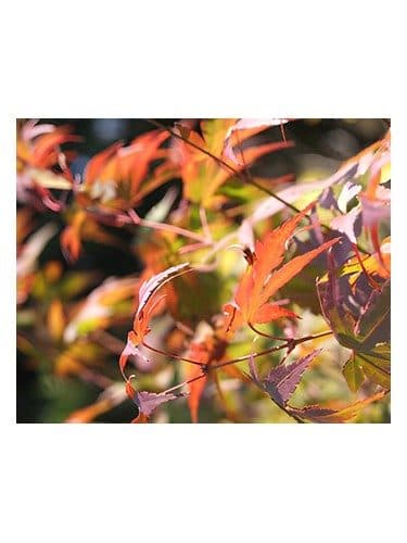 Bud Parfums Autumn