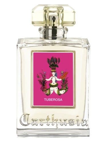 Carthusia Tuberosa