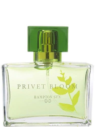 Hampton Sun Privet Bloom