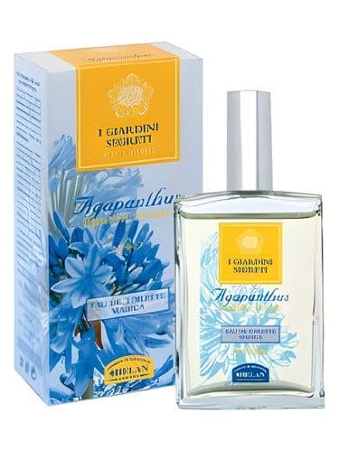 Helan Agapanthus