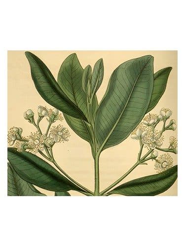 Olympic Orchids Artisan Perfumes Bay Rum