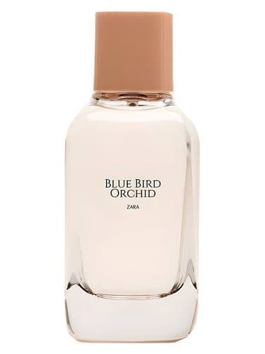 Zara Blue Bird Orchid