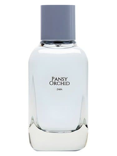 Zara Pansy Orchid